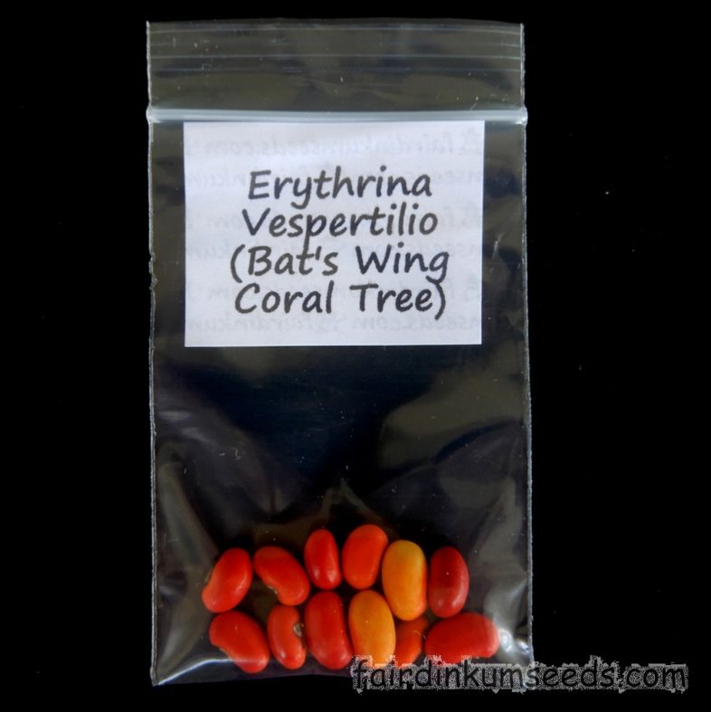 coral erythrina vespertilio bats