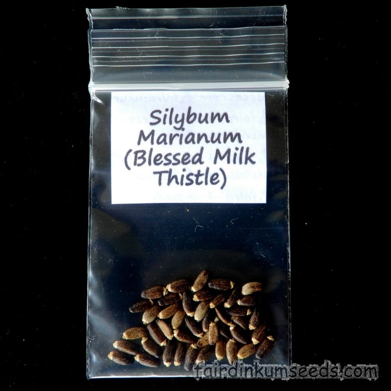 Blessed Milk Thistle Silybum Marianum Seeds - Image 3