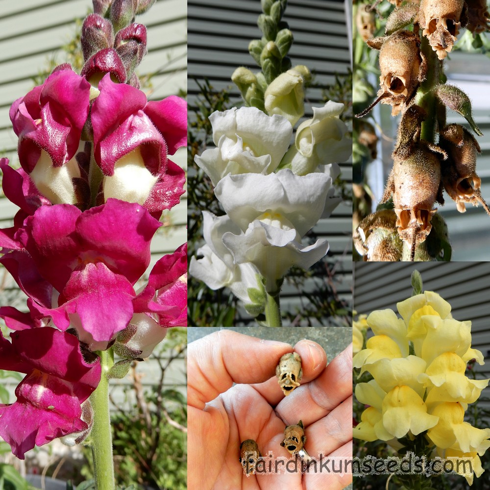 snapdragon seed pod