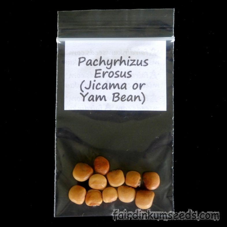 Jicama Mexican Yam Bean Pachyrhizus Erosus Seeds Fair Dinkum Seeds