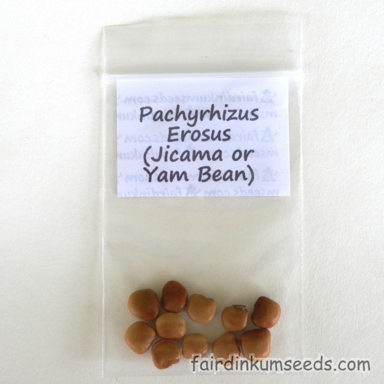 Jicama Mexican Yam Bean Pachyrhizus Erosus Seeds Fair Dinkum Seeds