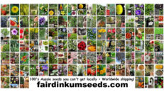 Fair Dinkum Seeds