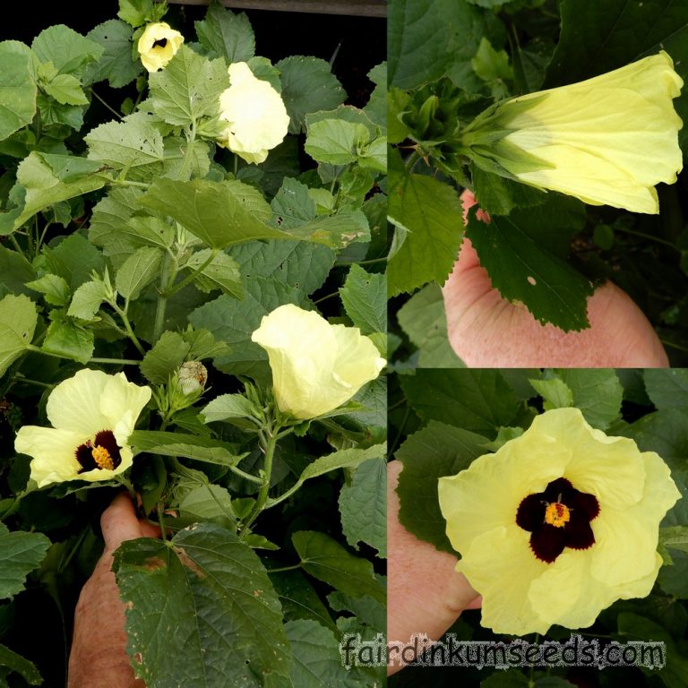 Yellow Swamp Hibiscus Diversifolius Native Seeds Fair Dinkum Seeds