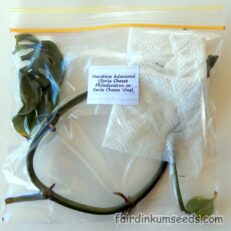 Monstera Adansonii Philodendron Swiss Cheese Vine Seeds Cutting