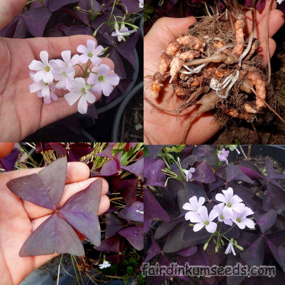 5 Bulbs Oxalis Triangularis Purple Shamrock Plant
