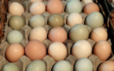 Easter Egger Coloured Eggs Online