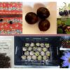 Germinating Nelumbo and Nucifera Lotus seeds