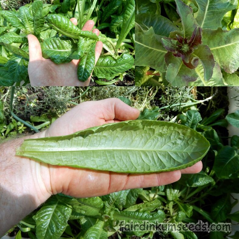 First Fleet Heirloom Lettuce Lactuca Sativa Seeds