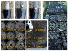 Large common or warm weather germination technique