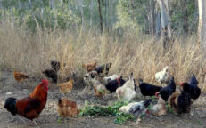 Mail Order Mixed Fertile Chicken Eggs