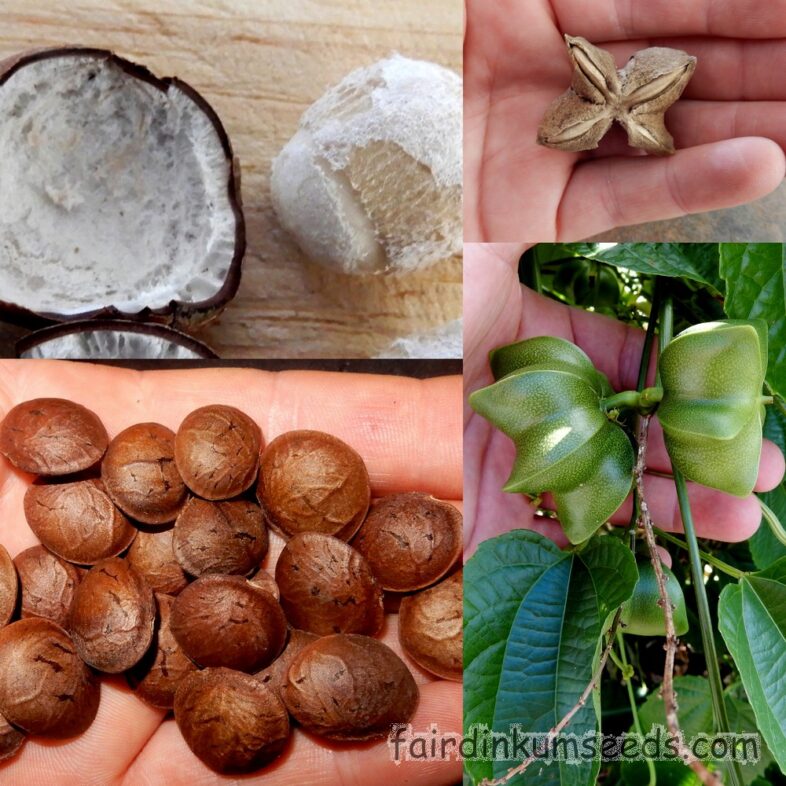 Inca Peanut Sacha Inchi Plukenetia Volubilis Seeds | Fair Dinkum Seeds