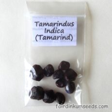 Sour Tamarind Seeds Sweet Tamarindus Indica