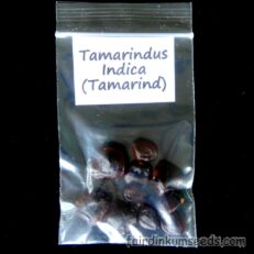Sweet Tamarind Seeds Sour Tamarindus Indica