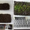 Tiny seeds or cold climate germination method