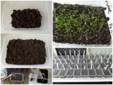 Tiny seeds or cold climate germination method