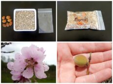 Cold stratification of cool climate seeds