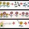 Heirloom heritage landrace open pollinated hybrid and GMO seeds