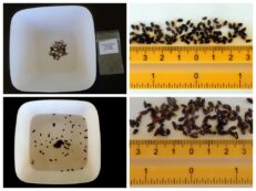 Hot water treatment of hard shelled seed species like Acacia