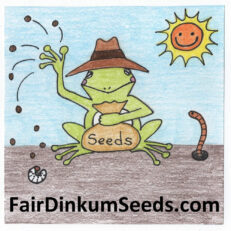 Fair Dinkum Seeds Rare Australian Plants Bushtucker OP Heirloom Herbs