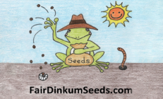 Fair Dinkum Seeds Rare Australian Plants Bushtucke OP Heirloom Herbs Seeds