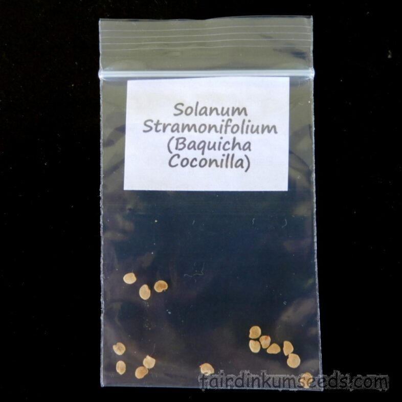 Solanum Stramonifolium Inerme Baquicha Coconilla Seeds - Image 2