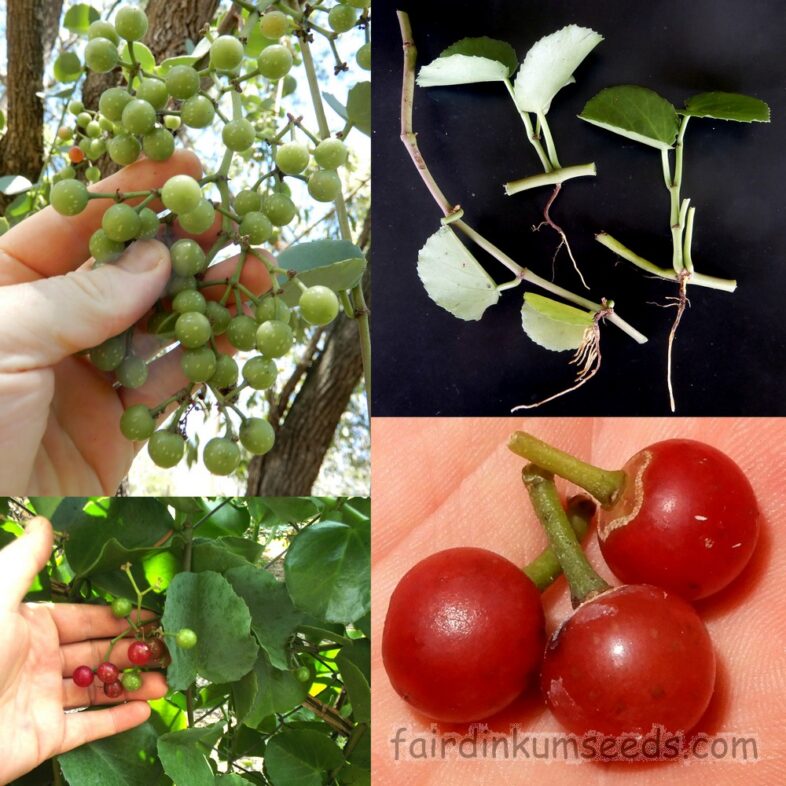 Cissus Rotundifolia Arabian Round Leaf Grape Cuttings