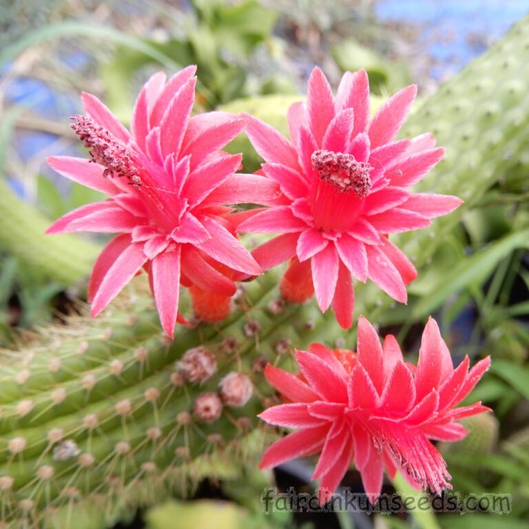 Cleistocactus Samaipatanus Golden Rats Tail Cactus | Fair Dinkum Seeds