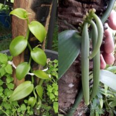 Vanilla Orchid Plant Cutting Vanilla Planifolia