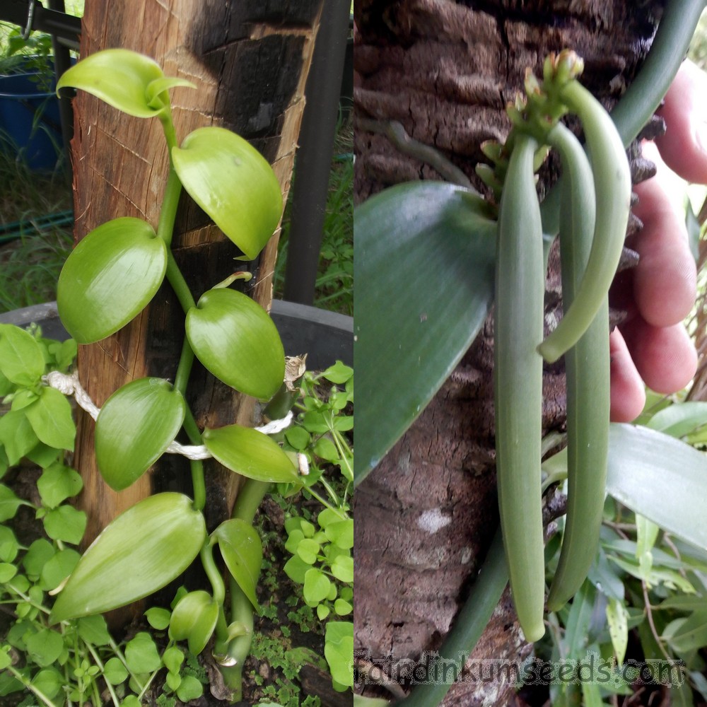 Vanilla Bean Plant
