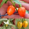 Striped Togo Solanum Melongena Red Eggplant Aethiopicum Toga