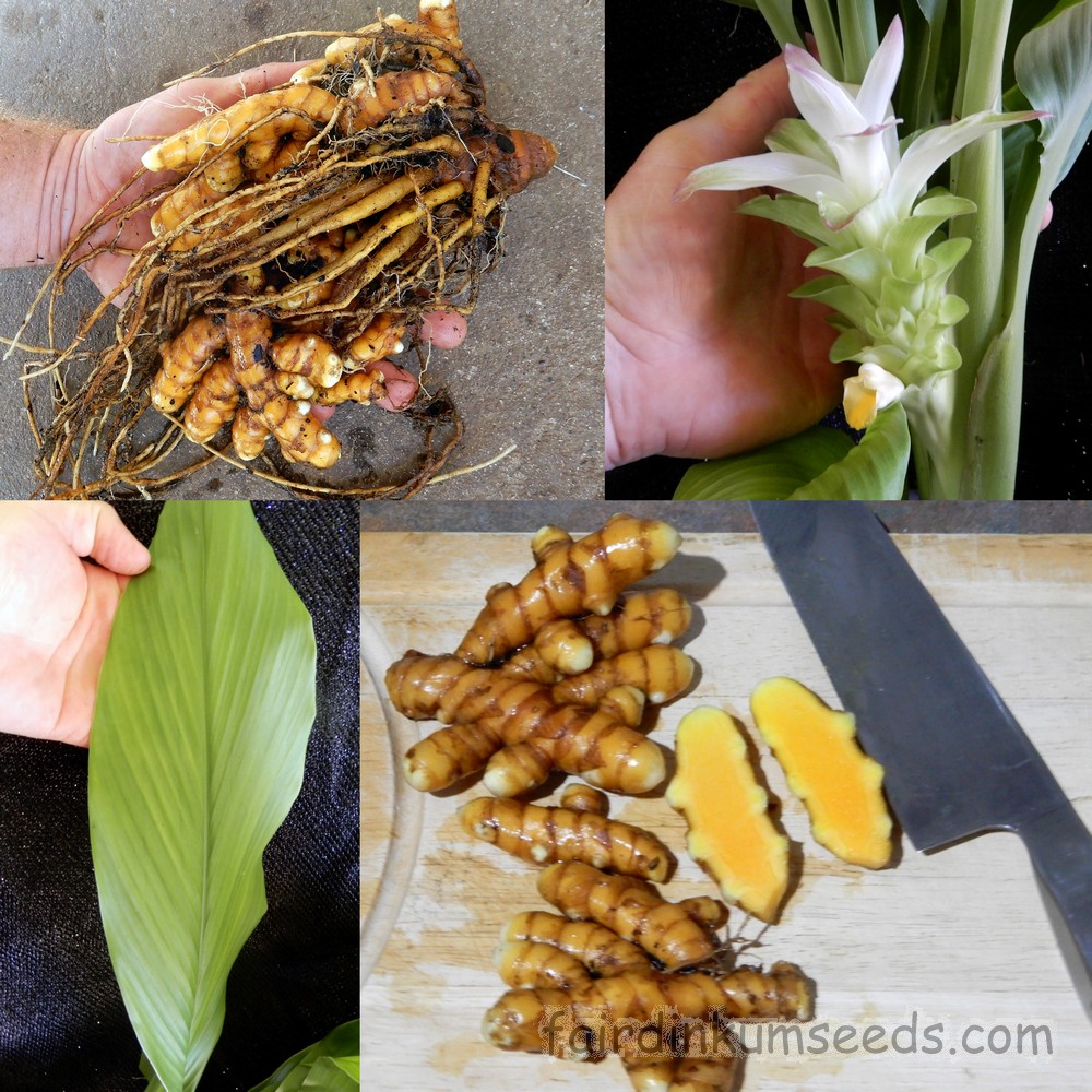 Wild Turmeric Spring Ginger Curcuma Aromatica Root Fair Dinkum Seeds