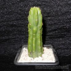 PC Trichocereus Pachanoi Echinopsis San Pedro Cactus