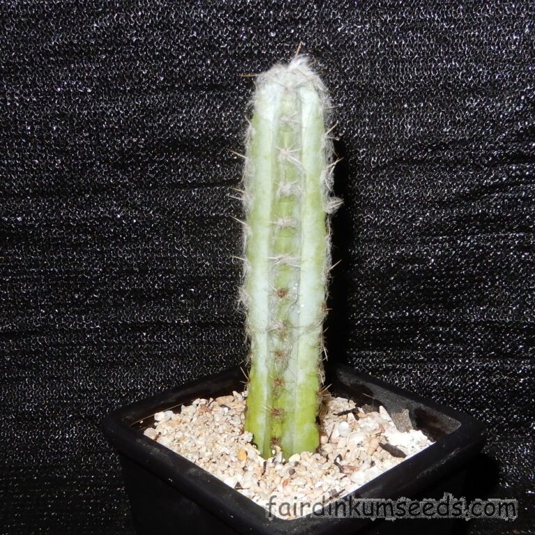 Raro Cactus Colonnare Colorato, 50 Semi Per Coltivazione - Foto 5