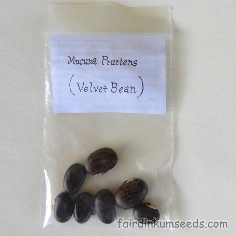 Mucuna Pruriens Golden Hairy Form Seeds - Image 2