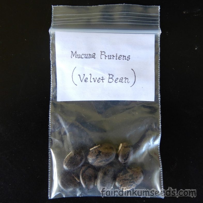 Mucuna Pruriens Golden Hairy Form Seeds - Image 3