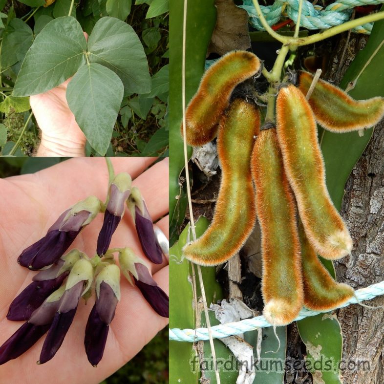 Mucuna Pruriens Golden Hairy Form Seeds