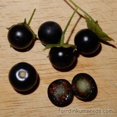 Jaltomata Procumbens Purple Fruited Creeping False Holly Seeds