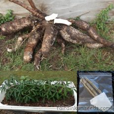 Yellow Manihot Cassava Cuttings
