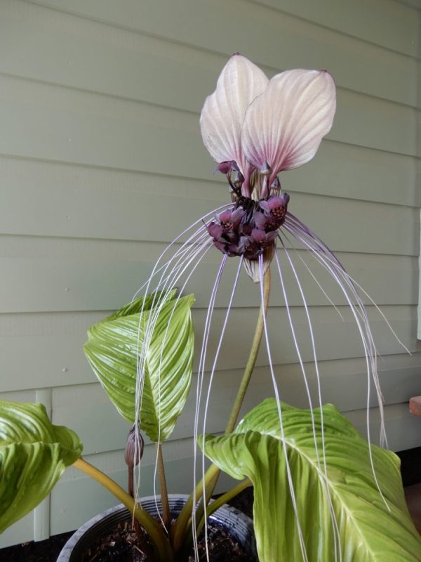 bat plant